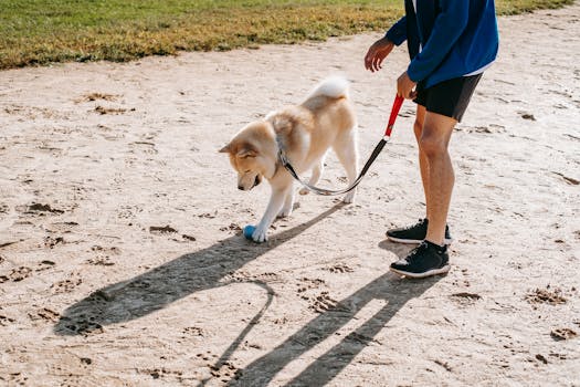 happy dog exercising with owner