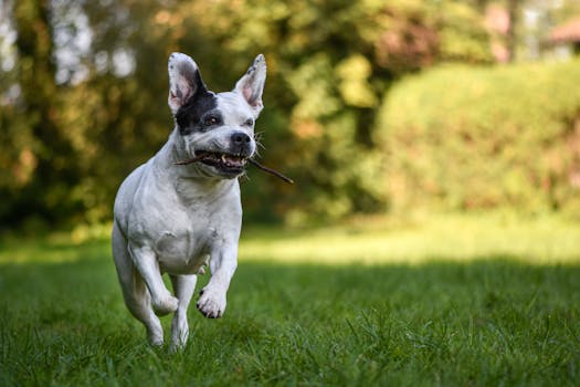 dog playing fetch in the park