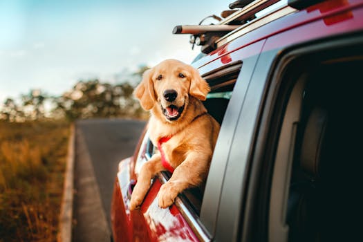 happy pet in a car carrier